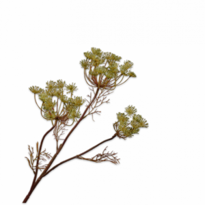 Dille tak groen 82cm